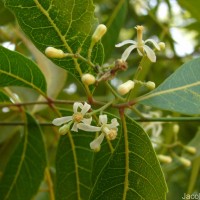 Azadirachta indica A.Juss.